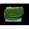 WYSIWYG JF Beach Bum Montipora
