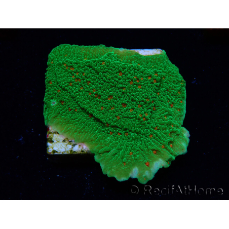 WYSIWYG Montipora Season Greetings 11J1