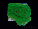 WYSIWYG Montipora Season Greetings