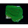 WYSIWYG Montipora Season Greetings