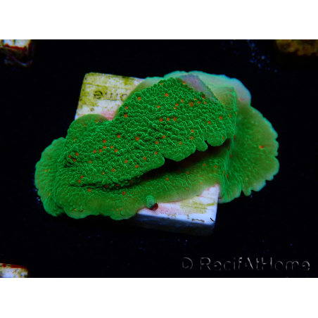 WYSIWYG Montipora Season Greetings