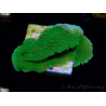 WYSIWYG Montipora Season Greetings