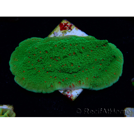WYSIWYG Montipora Season Greetings