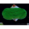 WYSIWYG Montipora Season Greetings
