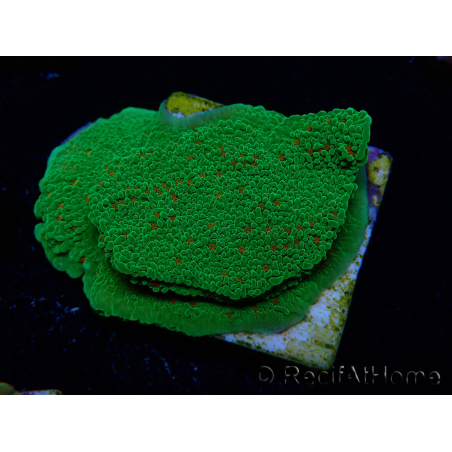 WYSIWYG Montipora Season Greetings