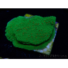 WYSIWYG Montipora Season Greetings 11J4