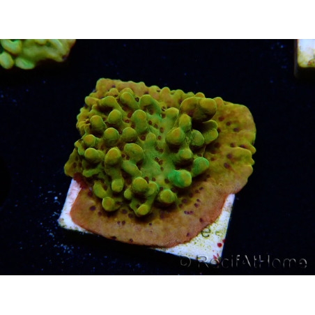 WYSIWYG RAH Montipora Passion Fruit 11J5