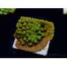 WYSIWYG RAH Montipora Passion Fruit 11J5