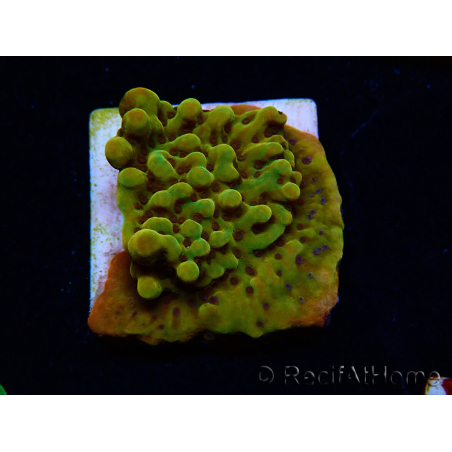 WYSIWYG RAH Montipora Passion Fruit 11J6