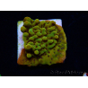 WYSIWYG RAH Montipora Passion Fruit 11J6