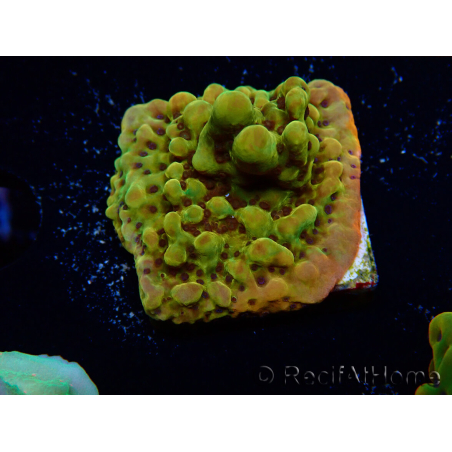 WYSIWYG RAH Montipora Passion Fruit