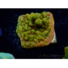 WYSIWYG RAH Montipora Passion Fruit