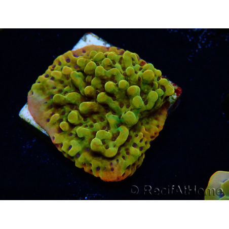 WYSIWYG RAH Montipora Passion Fruit