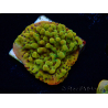 WYSIWYG RAH Montipora Passion Fruit