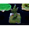 WYSIWYG Montipora hispida Hulk