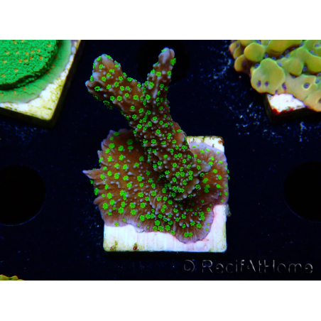WYSIWYG Montipora hispida Hulk