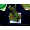 WYSIWYG Montipora hispida Hulk