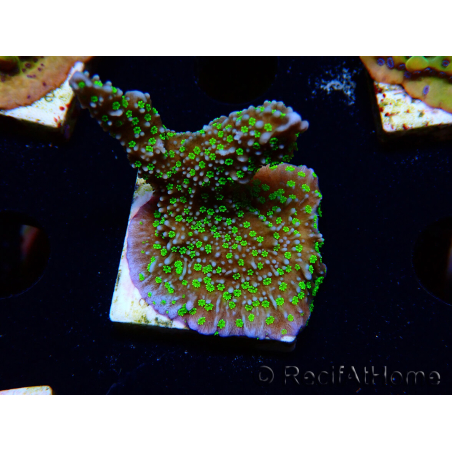 WYSIWYG Montipora hispida Hulk 11K3
