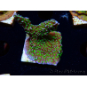 WYSIWYG Montipora hispida Hulk