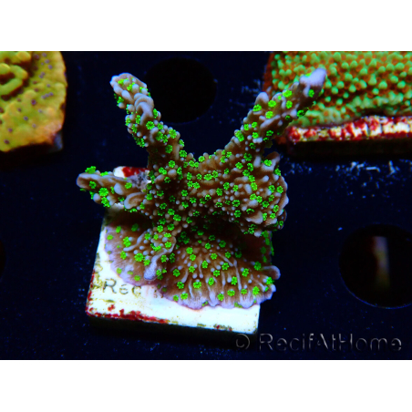 WYSIWYG Montipora hispida Hulk 11K4
