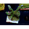 WYSIWYG Montipora hispida Hulk