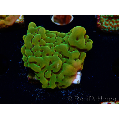 WYSIWYG RAH Montipora Orange Punch