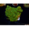 WYSIWYG RAH Montipora Orange Punch