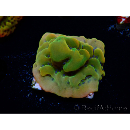 WYSIWYG RAH Montipora Orange Punch
