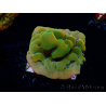 WYSIWYG RAH Montipora Orange Punch