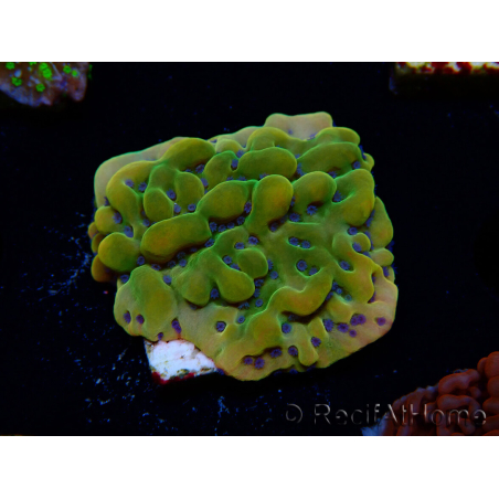 WYSIWYG RAH Montipora Orange Punch