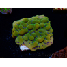 WYSIWYG RAH Montipora Orange Punch