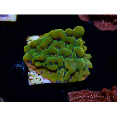 WYSIWYG RAH Montipora Orange Punch 11K8