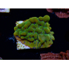 WYSIWYG RAH Montipora Orange Punch 11K8