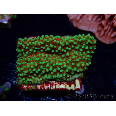 WYSIWYG Montipora Grinch