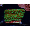 WYSIWYG Montipora Grinch