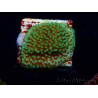 WYSIWYG Montipora Grinch