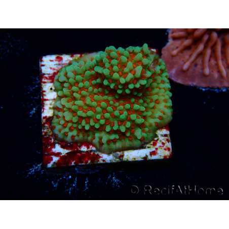 WYSIWYG Montipora Grinch 11L3