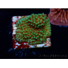 WYSIWYG Montipora Grinch 11L3