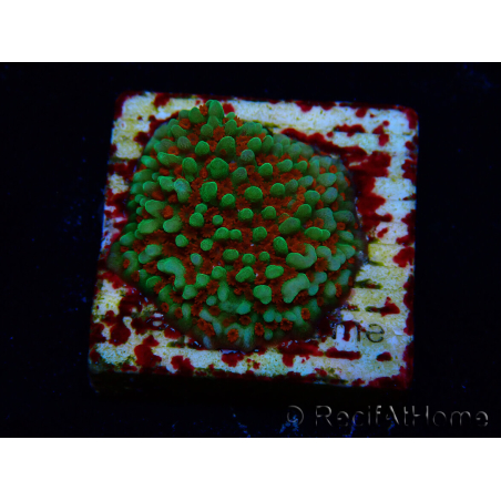 WYSIWYG Montipora Grinch