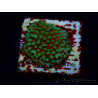 WYSIWYG Montipora Grinch 11L4