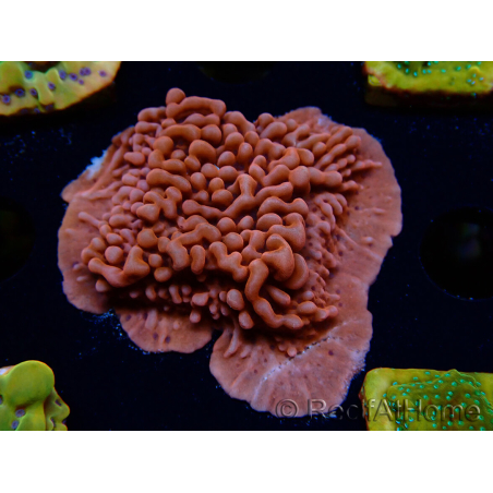WYSIWYG JF Mean Streak Montipora