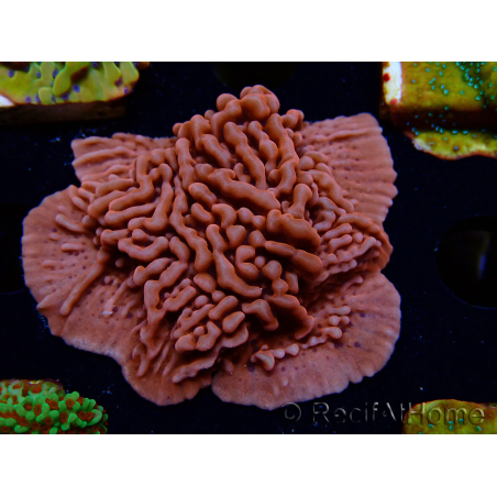 WYSIWYG JF Mean Streak Montipora 11L6