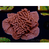 WYSIWYG JF Mean Streak Montipora 11L6