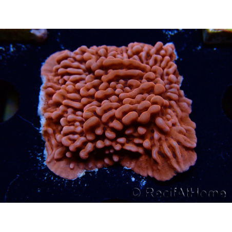 WYSIWYG JF Mean Streak Montipora 11L7