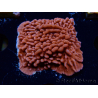 WYSIWYG JF Mean Streak Montipora