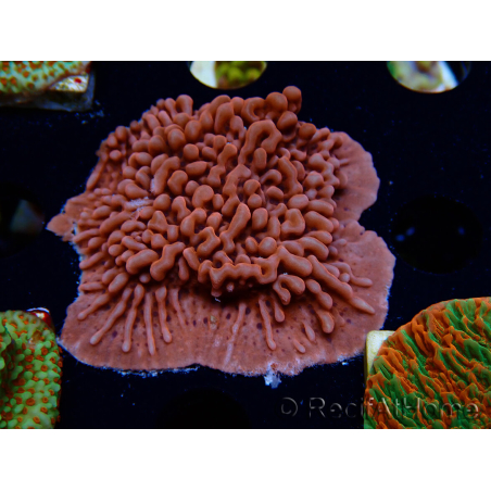 WYSIWYG JF Mean Streak Montipora