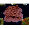 WYSIWYG JF Mean Streak Montipora