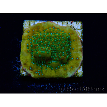 WYSIWYG RAH Montipora Acid Orange