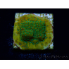 WYSIWYG RAH Montipora Acid Orange