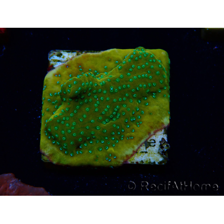 WYSIWYG RAH Montipora Acid Orange 11M6